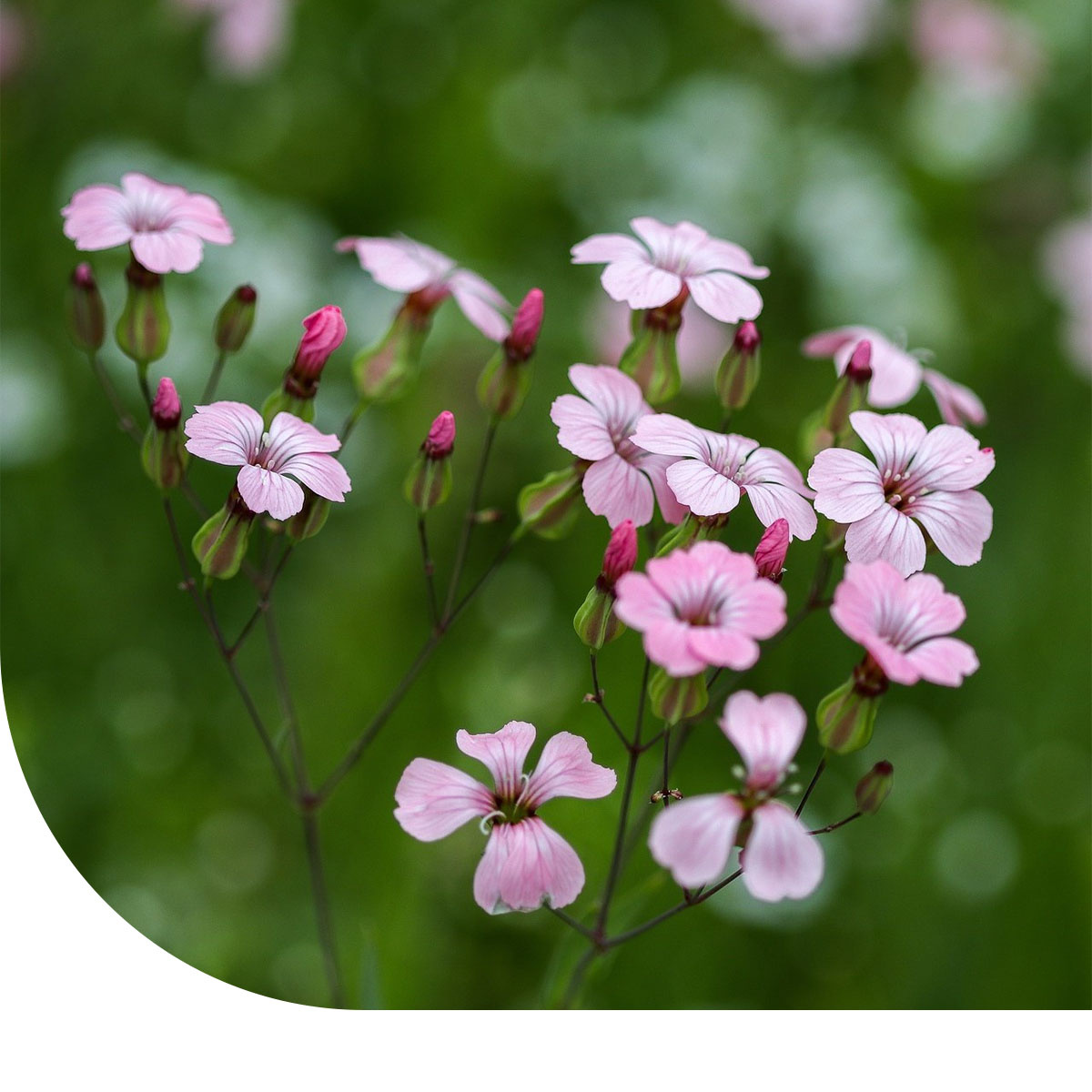 Graines De Saponaire Officinale – Saponaria Officinalis – 50 Graines Pour Jardin Naturel
