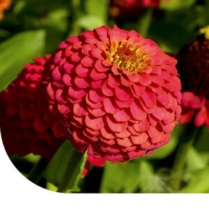 MRS Seeds & Mixtures Zinnia Dahlia Mixte - Zinnia Elegans