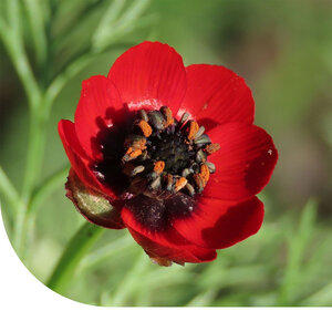 MRS Seeds & Mixtures Adonis d'été - Adonis aestivalis MRS Seeds & Mixtures Adonis d'été - Adonis aestivalis