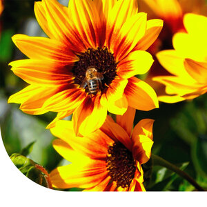 MRS Seeds & Mixtures Tournesol 'Dwarf fantasy mix'