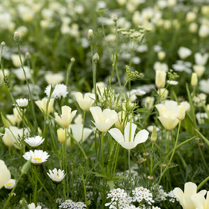 MRS Seeds & Mixtures Fleurs d'été Mélange de teintes blanches