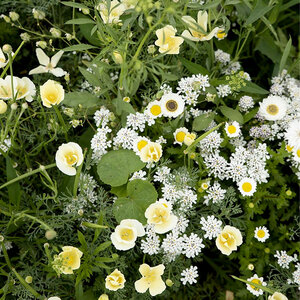 MRS Seeds & Mixtures Fleurs d'été Mélange de teintes blanches
