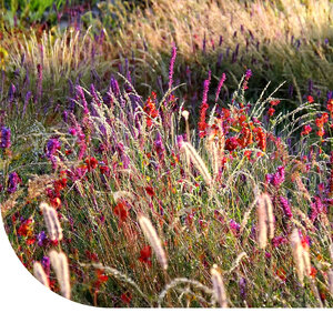 MRS Seeds & Mixtures Mélange Jardin de Prairie Complet