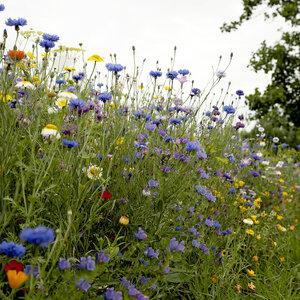 MRS Seeds & Mixtures Mélange de fleurs d'été annuel