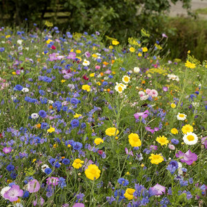MRS Seeds & Mixtures Mélange de fleurs d'été annuel