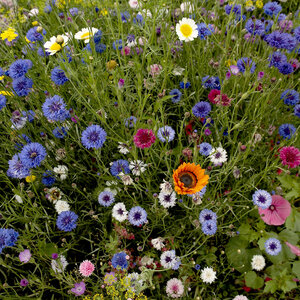 MRS Seeds & Mixtures Mélange de fleurs coupées annuelles