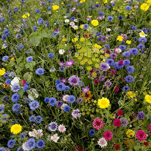 MRS Seeds & Mixtures Mélange de fleurs coupées annuelles