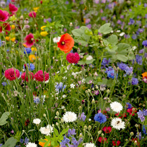 MRS Seeds & Mixtures Mélange de fleurs pour abeilles et bourdons
