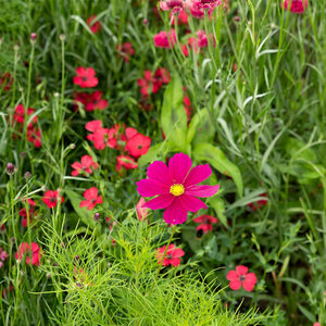 MRS Seeds & Mixtures Fleurs d'été - Mélange de teintes rouges