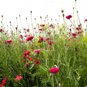 MRS Seeds & Mixtures Fleurs d'été - Mélange de teintes rouges