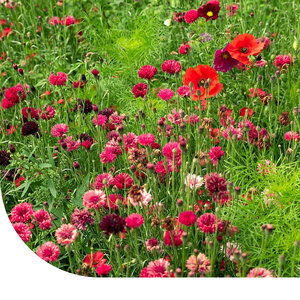 MRS Seeds & Mixtures Fleurs d'été - Mélange de teintes rouges