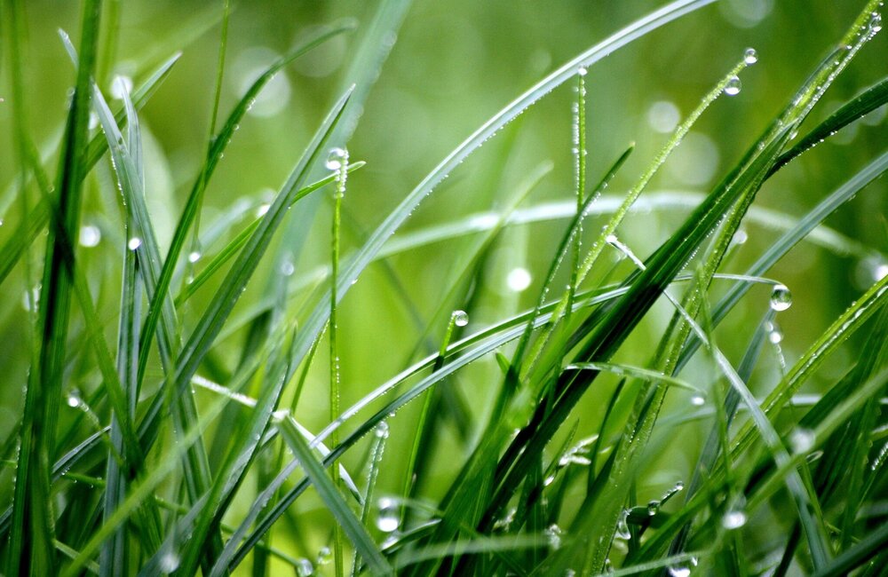 Tondre l'herbe mouillée : conseils et astuces