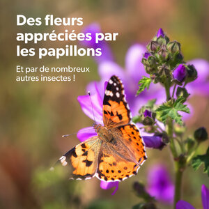 MRS Seeds & Mixtures Flower Bombs - Bombes de graines mix - Félicitations !