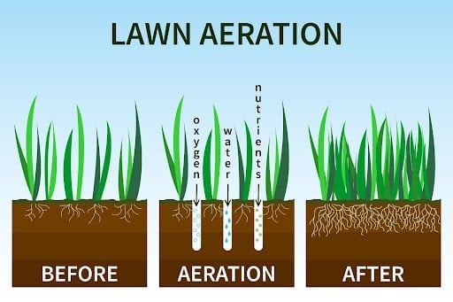 Pourquoi aérer la pelouse ?