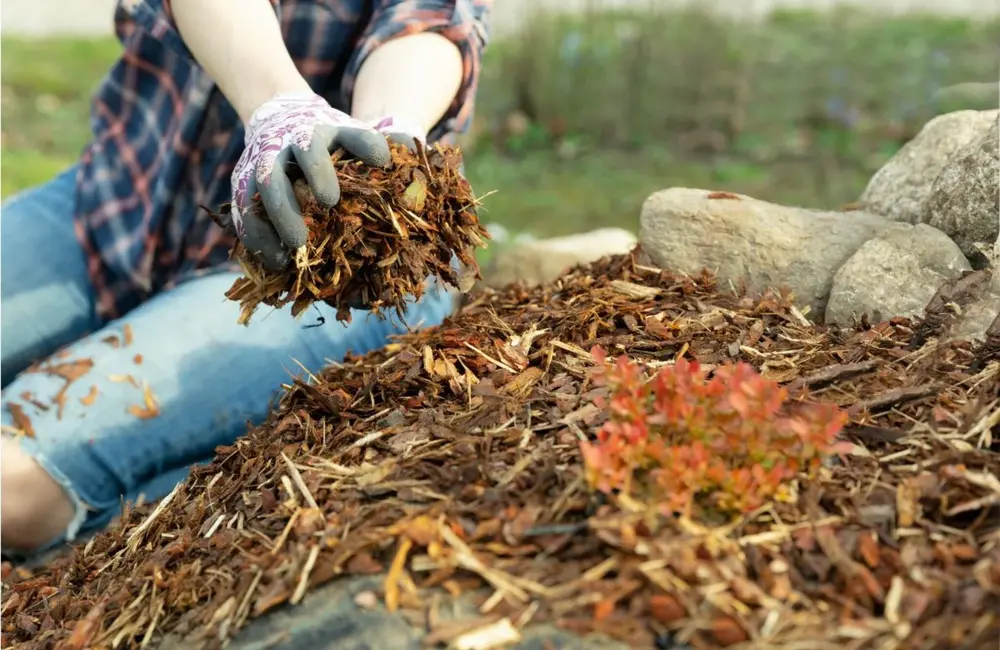 Le paillage : qu'est-ce que c'est et comment le faire ?