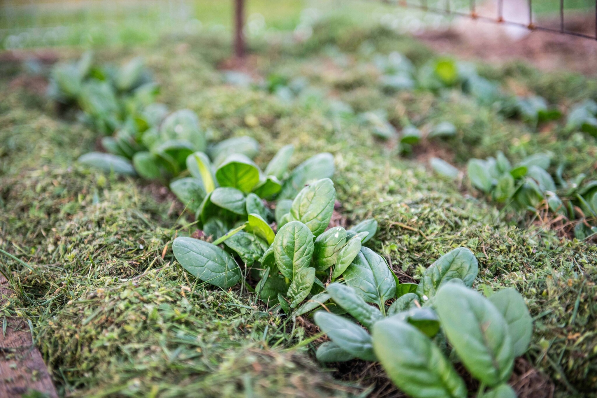 paillis - herbe coupée