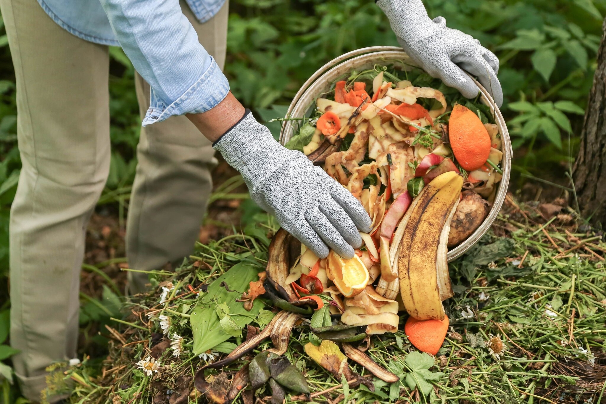 paillis-compost