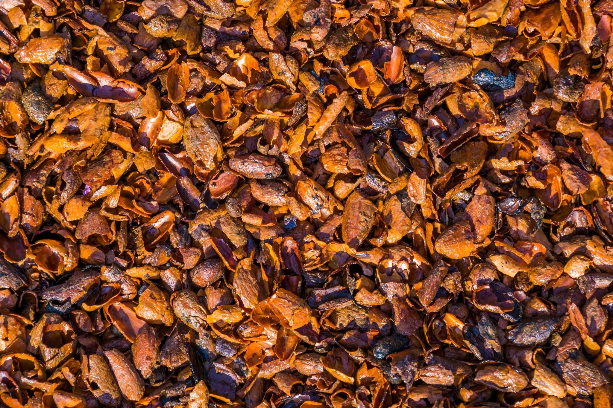 paillis coques de cacao