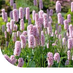 MRS Seeds & Mixtures Renouée bistorte - Bistorta officinalis