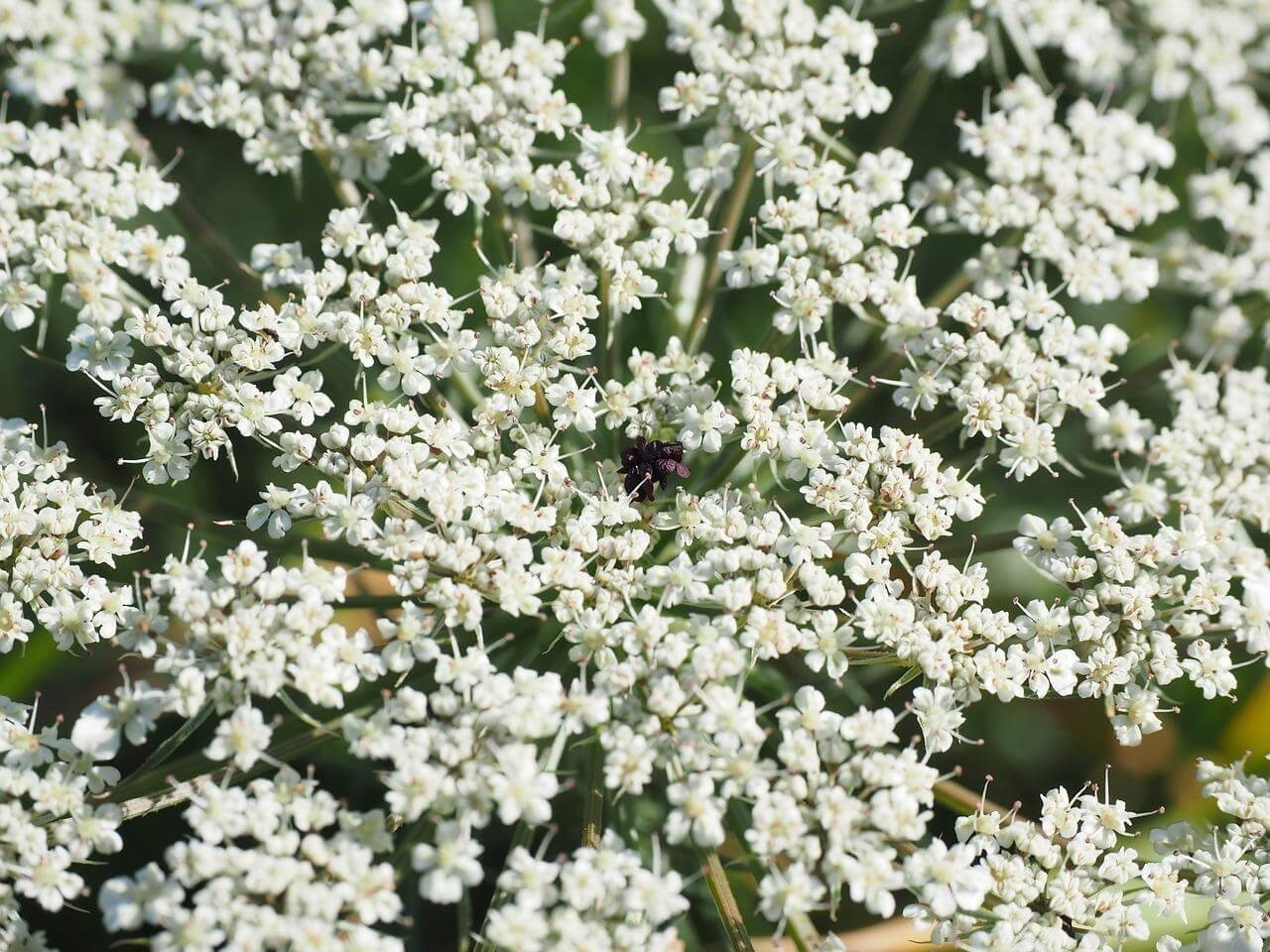 Daucus carota