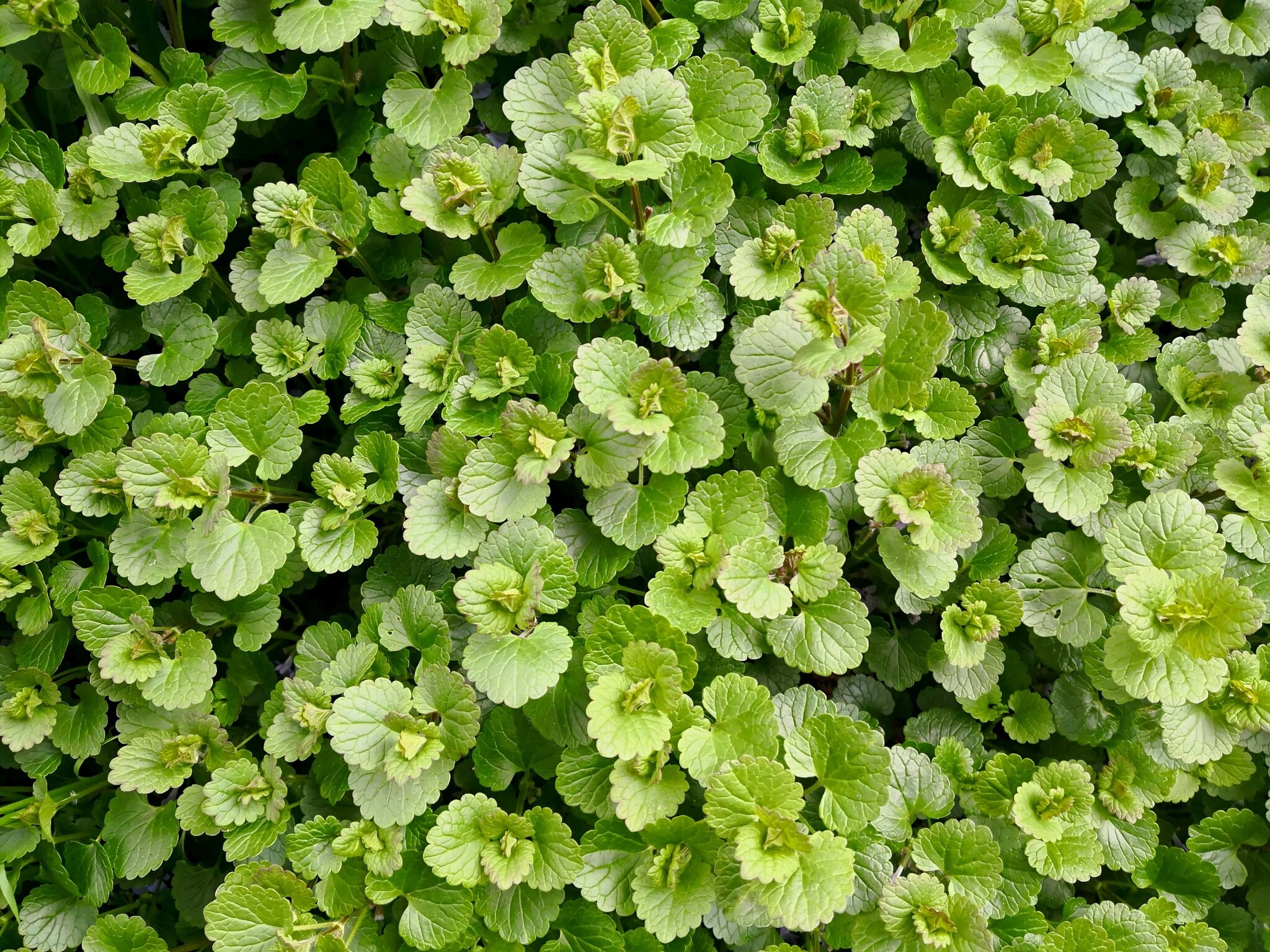 La feuille dentelée est reconnaissable du lierre terrestre lorsque les fleurs ne sont pas encore épanouies.
