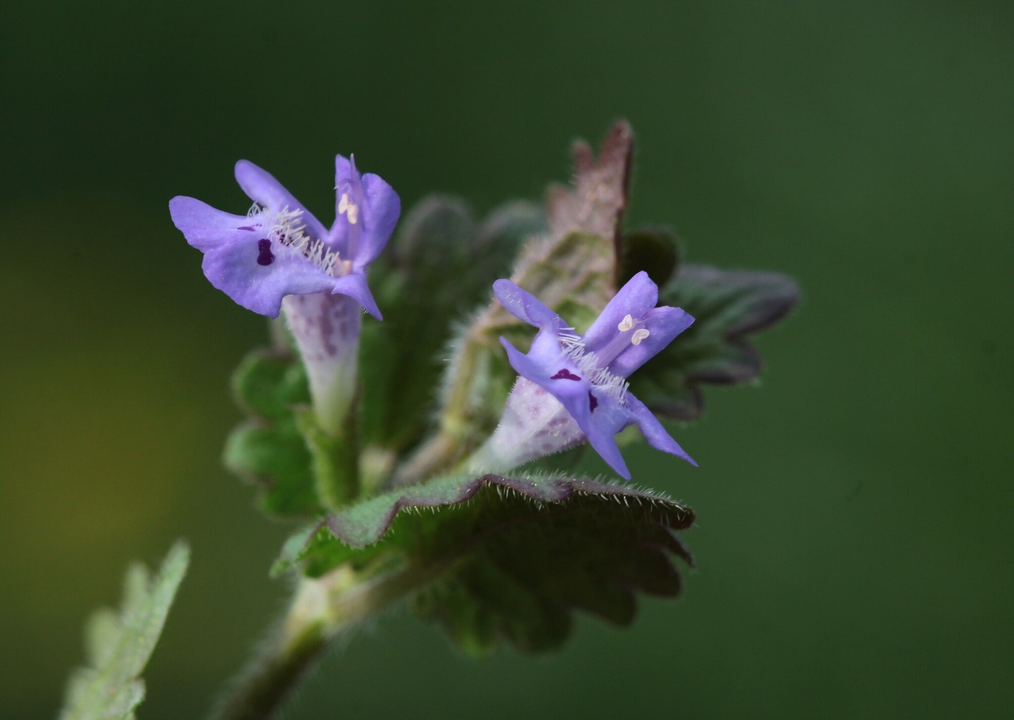 Les fleurs violettes du lierre terrestre sont symétriques