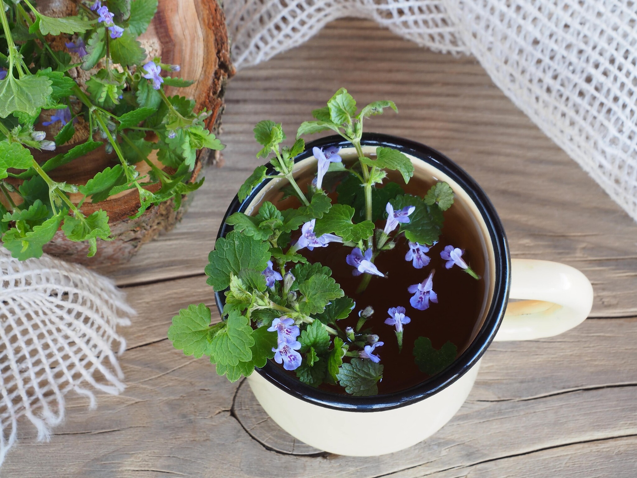 Le thé de lierre terrestre