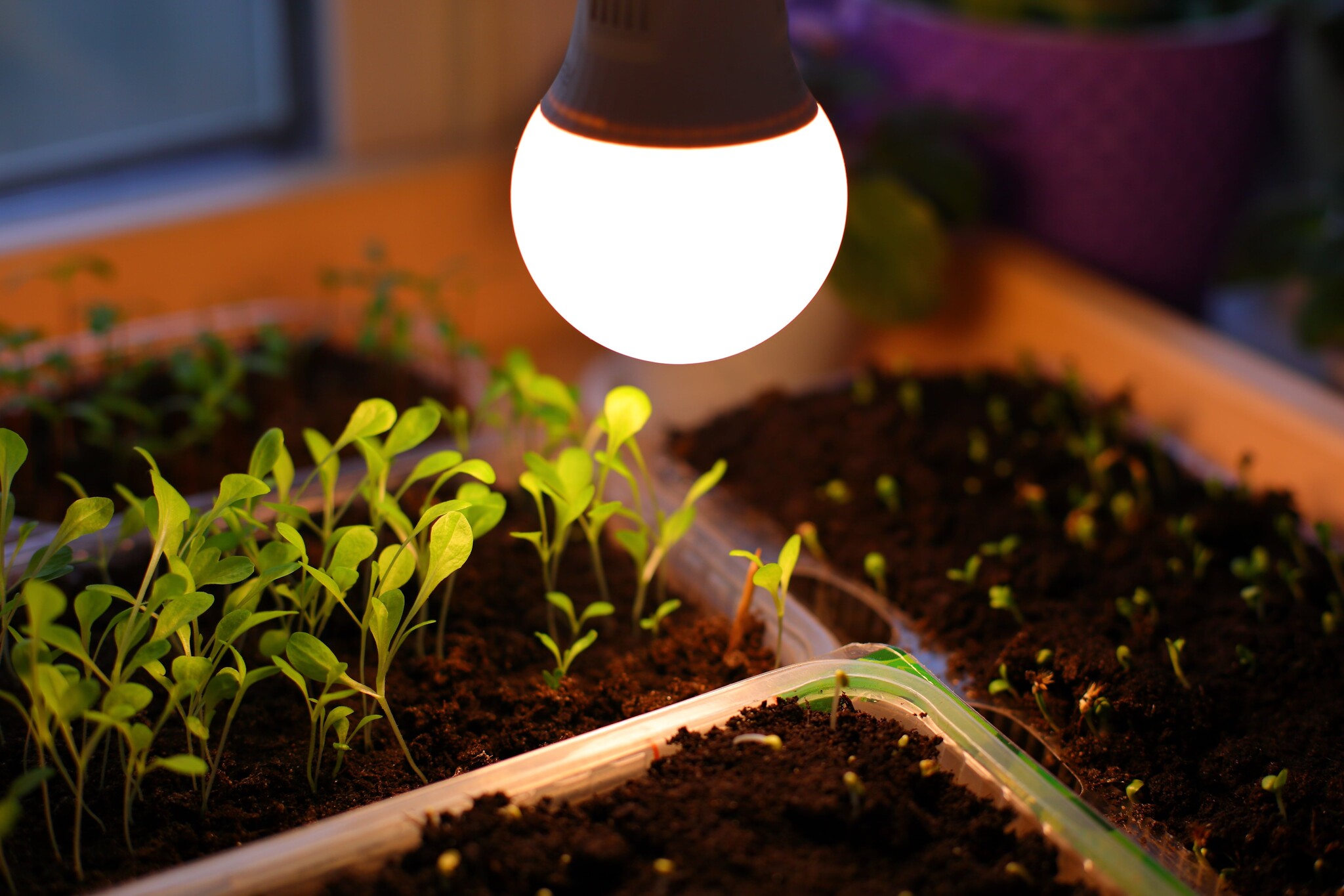 lampe de culture