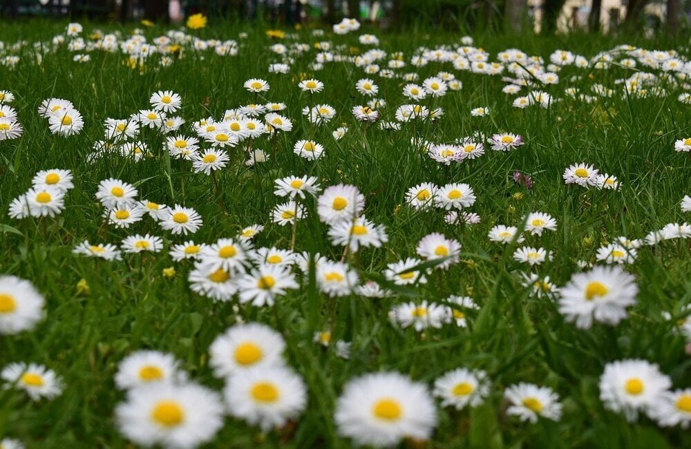 Semer une prairie fleurie sur un gazon existant
