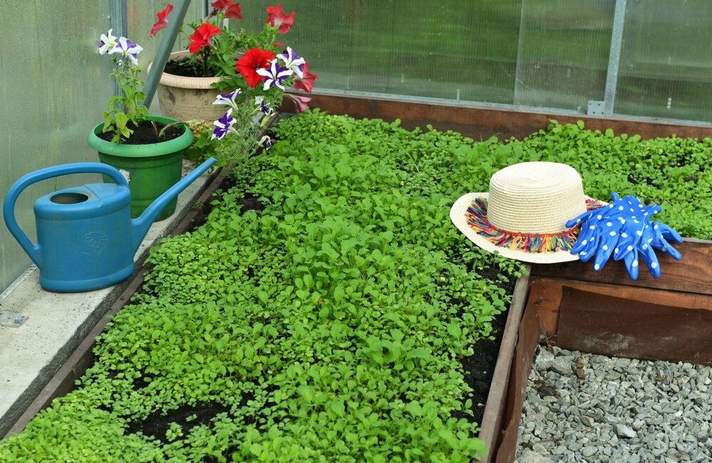 Guide technique sur les engrais verts au jardin potager