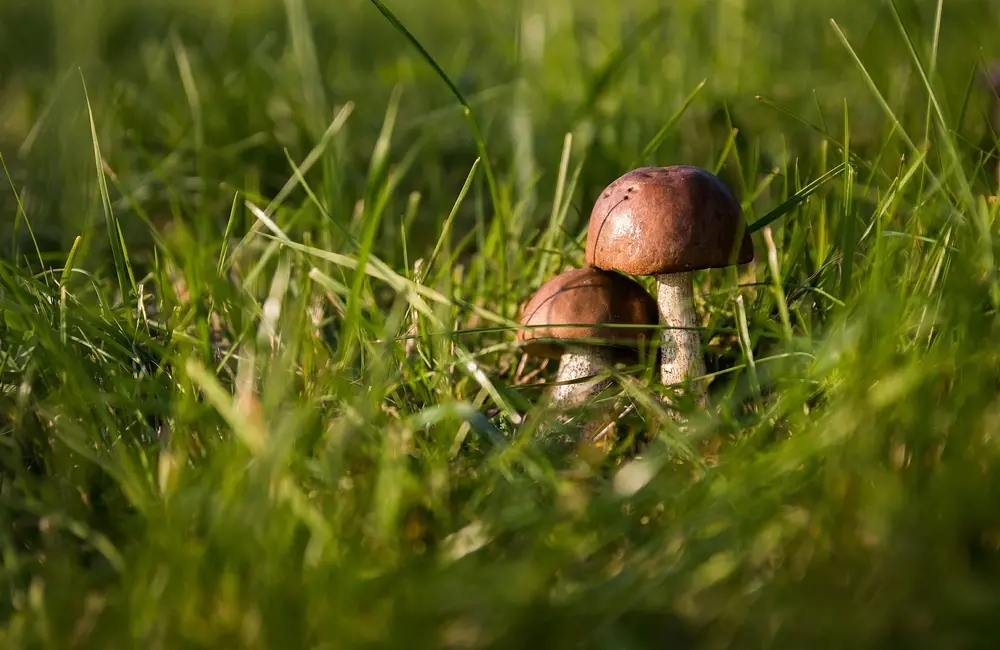 Contrôle des champignons dans la pelouse