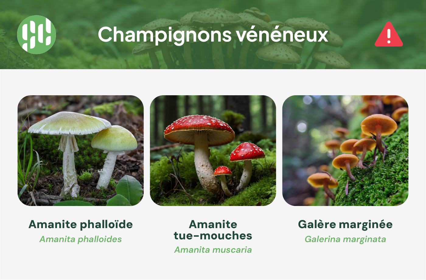 champignons vénéneux