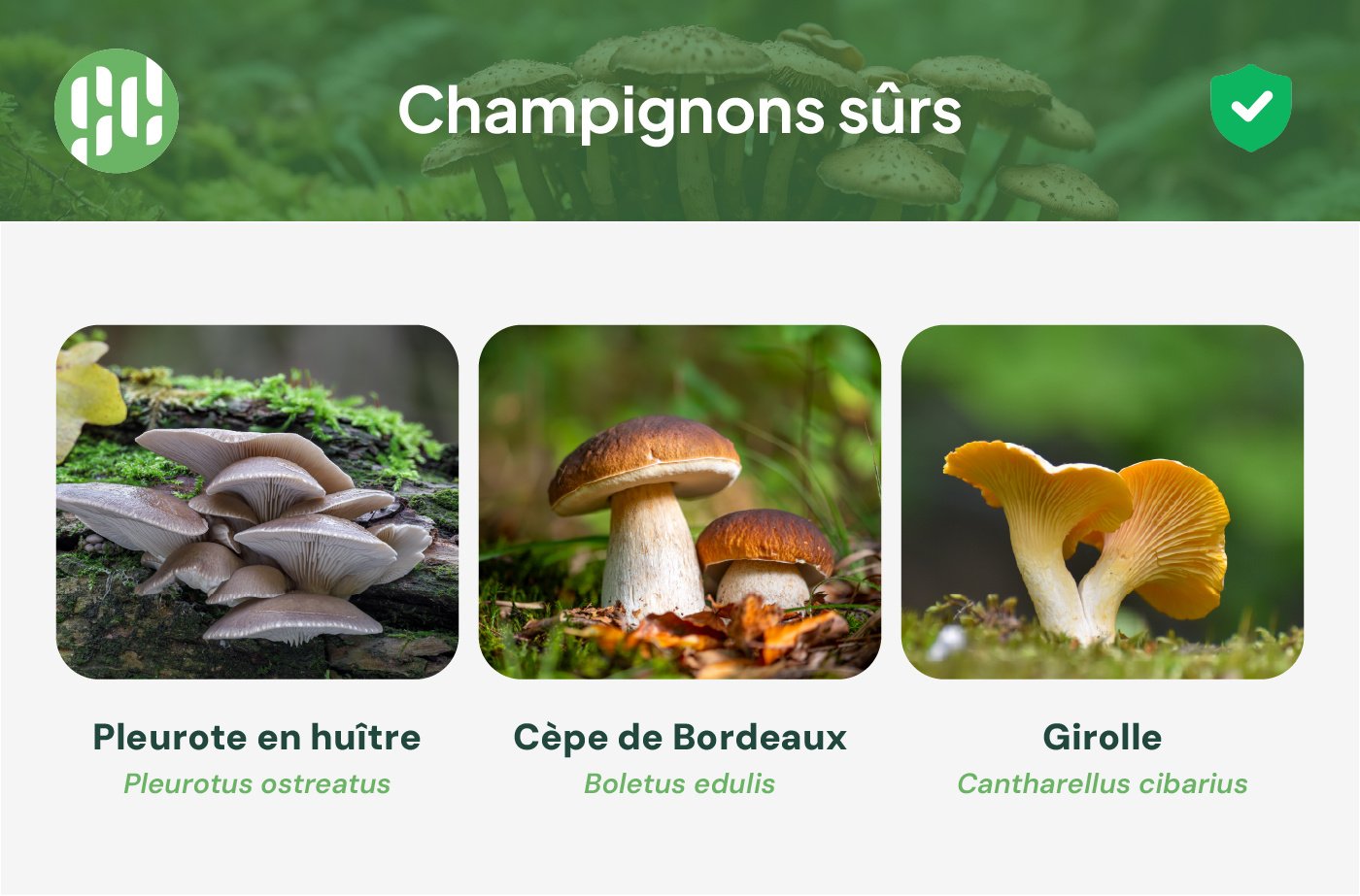 champignons sûrs