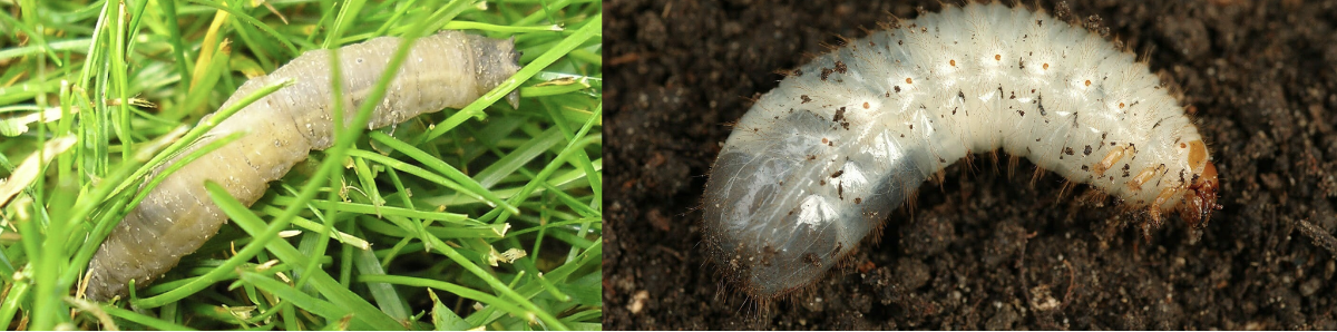 verts blancs vs larves de tipules