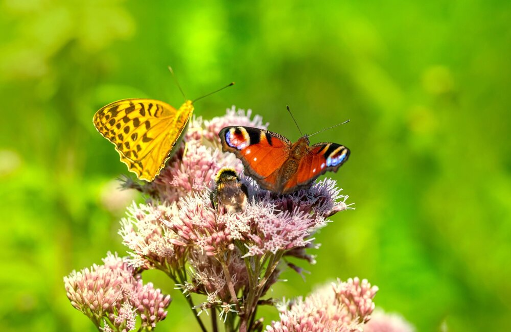 Rendez votre jardin accueillant pour les insectes !