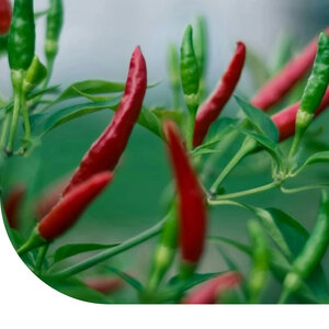 MRS Seeds & Mixtures Piment - Cayenne Rouge