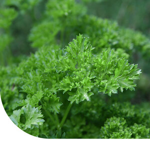 MRS Seeds & Mixtures Graines de Persil - Bravour