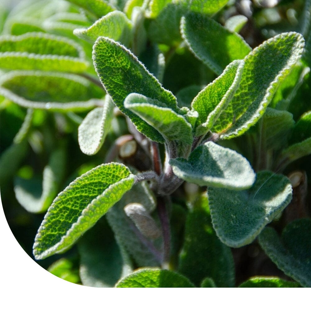 Sauge – Salvia officinalis Sauge – Salvia officinalis
