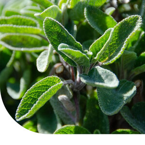 MRS Seeds & Mixtures Sauge – Salvia officinalis MRS Seeds & Mixtures Sauge – Salvia officinalis