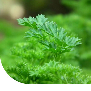 MRS Seeds & Mixtures Graines de Persil - Amsterdam Cut