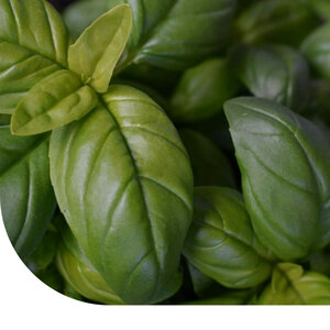 MRS Seeds & Mixtures Graines de Basilic - Italiano Classico