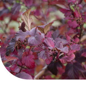 MRS Seeds & Mixtures Basilic en Graines - Red Rubin