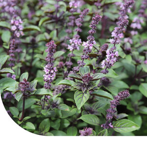 MRS Seeds & Mixtures Basilic en Graines - Cannelle