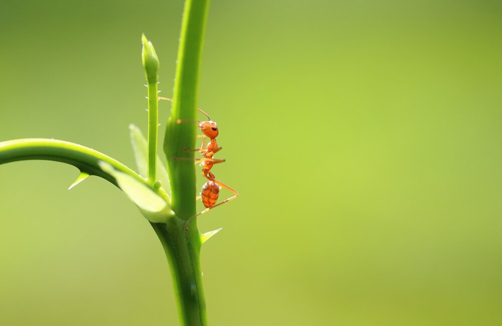 Fourmis rouges dans la pelouse
