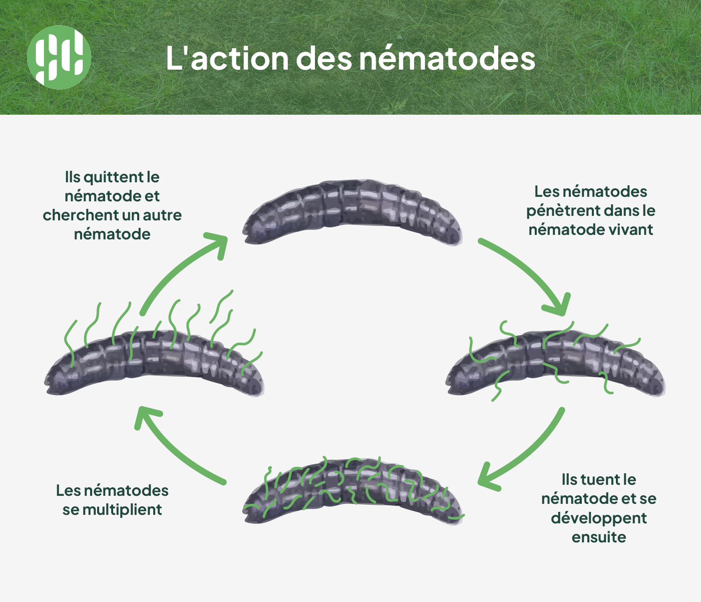 action des nématodes
