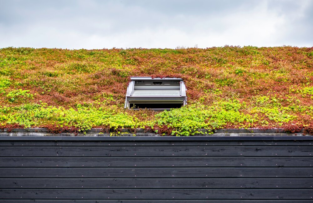 Créer son propre toit végétal de sedum
