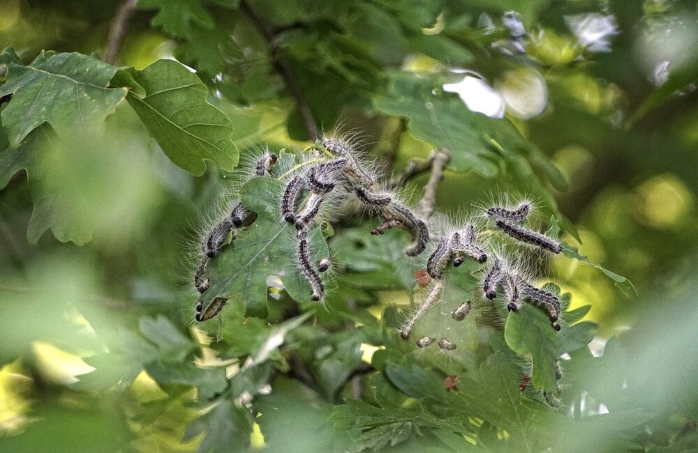 Chenille processionnaire du chêne en lutte