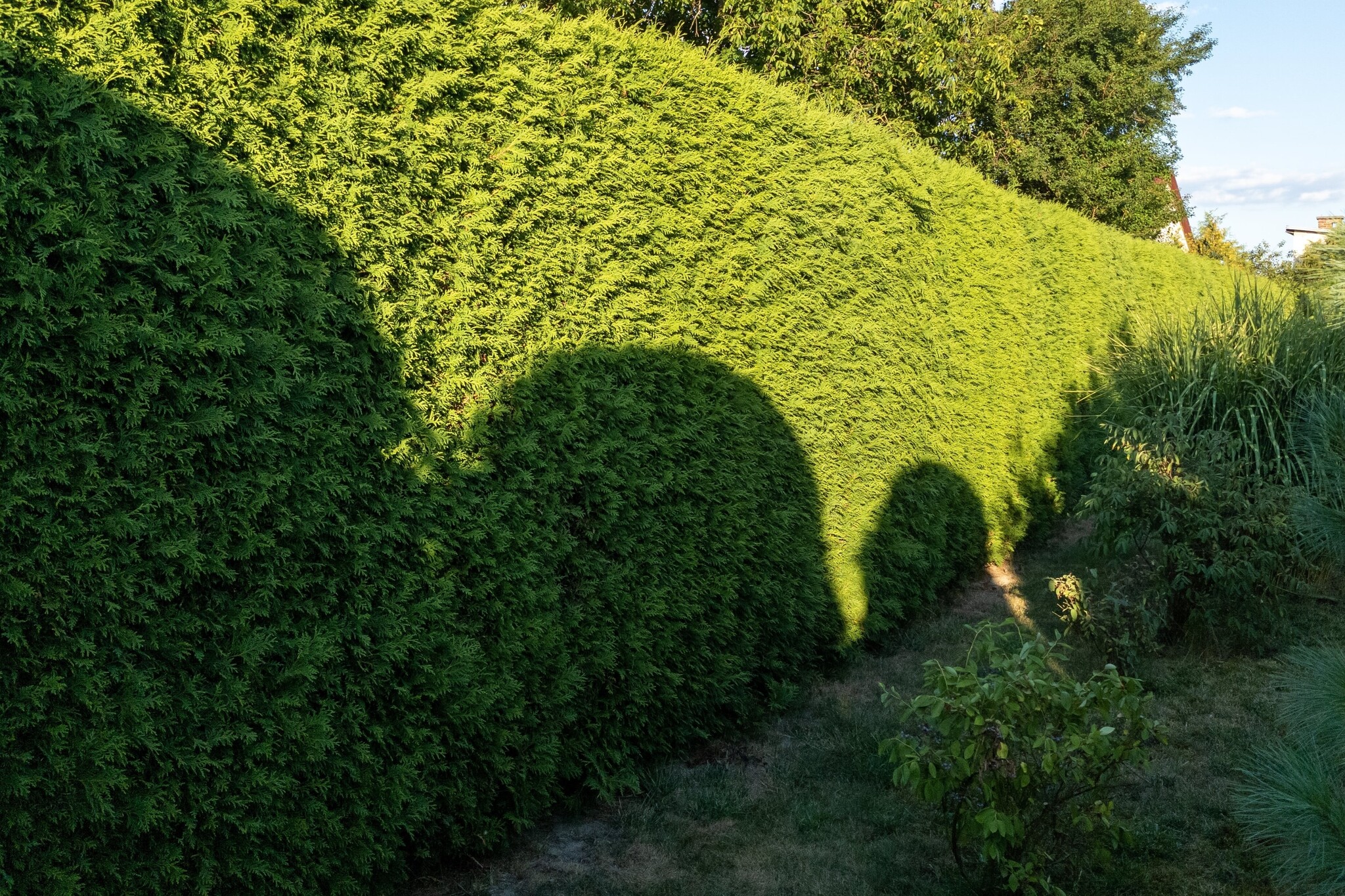 la taille des haies de hêtres