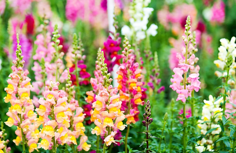 Muflier (Gueule de loup) - Antirrhinum