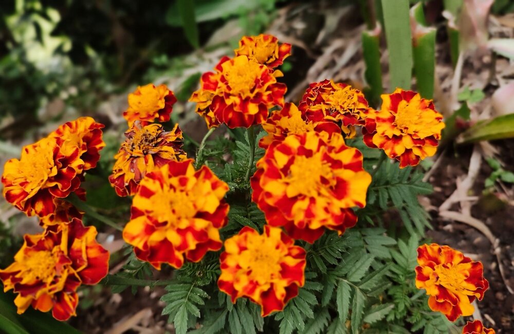 Tagetes : semis, soins et conseils